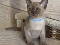 Котята Европейской бурмы, фотография 2