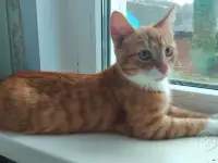 Отдам кота, фотография 2
