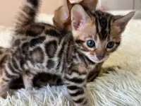 Бенгальские котята с родословной
