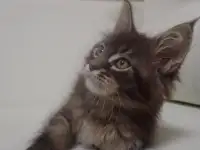 Мейн Кун, фотография 3