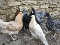 Куры несушки доставка