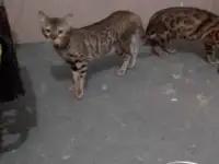 Продам бенгальскую кошку, фотография 2