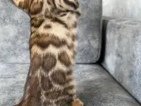 Продам бенгальских котят, фотография 4