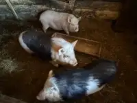Кобан Вьетнамский 8 мес,около 70 кг
