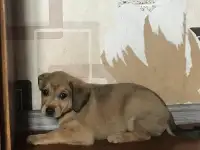 Щенки ищут новый дом, фотография 3