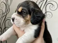Бигль