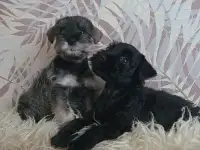 Прекрасные щенки цвергшнауцера!