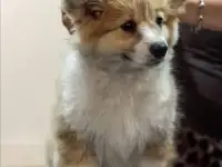 Вельш корги пемброк