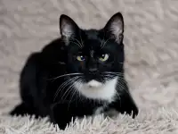 Котик в дар, фотография 4