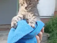 Срочно! Маленький Котенок мальчик в дар!, фотография 6