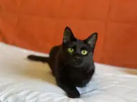 Чёрная кошка Агата мечтает обрести семью!, фотография 1
