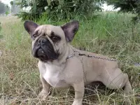 Девочка французский бульдог, фотография 6