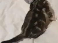 Шотландские котята, фотография 6