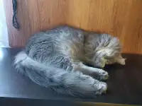 Эффектный котище Серый, кастрирован, фотография 6