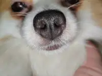 Щенки ПОМЕРАНСКОГО ШПИЦА