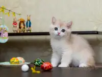 Британские котята из питомника. Мальчик Амур., фотография 3