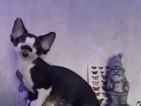 Котенок Девон Рекс, фотография 2
