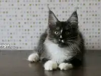 Котёнок Мейн-кун мальчик, фотография 2