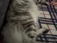 Котенок мей-кун, фотография 7
