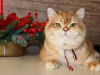 Племенной кот., фотография 2