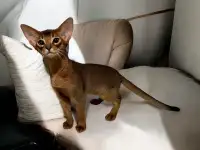 Абиссинский котёнок