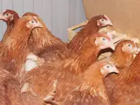 Куры несушки доставка по району, фотография 2