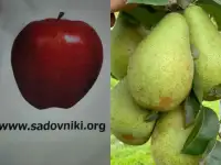 Услуги садовника, обрезка сада и другие, фотография 5
