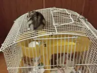 Хомяк с клеткой, фотография 2