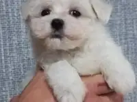 Мальтийской болонки щенки