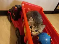 Шотландские котята, фотография 6
