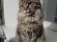 Мейн Кун, фотография 2