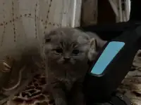 Котята шотландские, фотография 6