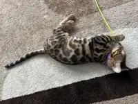Бенгальский котенок. Мальчик, фотография 7