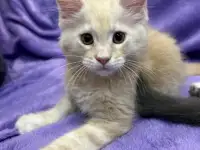 Котята породы Мейн-кун, фотография 4