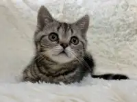 Шотландская прямоухая кошечка, котенок, страйт, окрас SFS 71 n22, мрамор, фотография 2