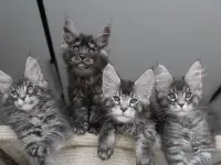 Мейн-кун котята, фотография 5