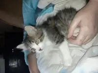 Отдам котят в добрые руки! Даром!, фотография 3