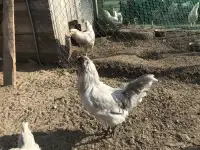 Продажа яиц, фотография 2