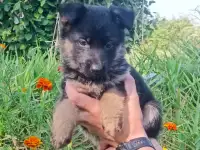 Немецкий овчарки щенки, фотография 4