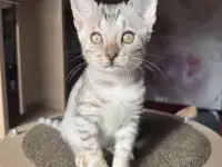 Бенгальский мальчик СЕРЕБРО, фотография 3