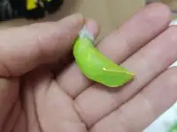 Выставка живых бабочек, фотография 6