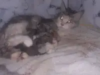 Котята Майн куе, фотография 7