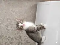 продаются котята
