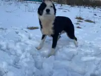 Очень контактный молодой мальчик ищет дом и семью, фотография 2
