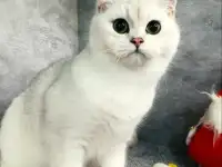 Британские котята, фотография 2