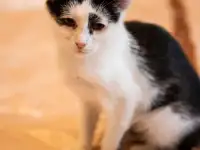 Черно-белый котенок в самые лучшие руки в дар!, фотография 7