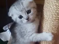 продажа котят, фотография 4