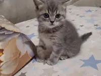 Котята, фотография 2