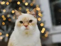Очаровательный белый кот Пончик ищет дом и любящую семью!, фотография 8
