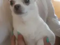 Чихуахуа Ева